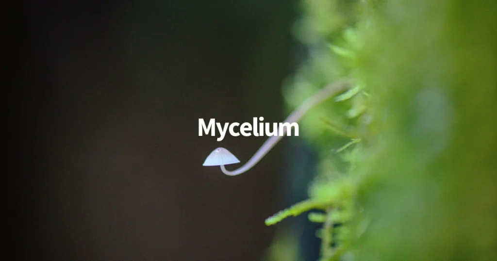 Mycelium