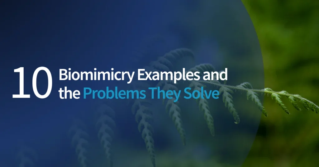 10 Biomimicry Examples and the Problems They Solve
