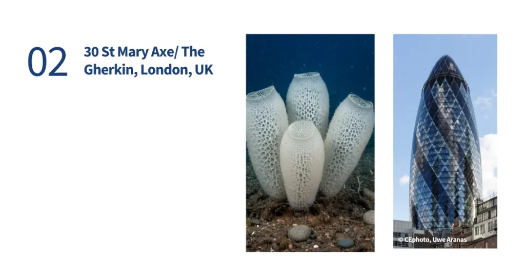 Split-screen comparison of a Venus Flower Basket sea sponge lattice and the curved exoskeleton of 30 St Mary Axe in London
