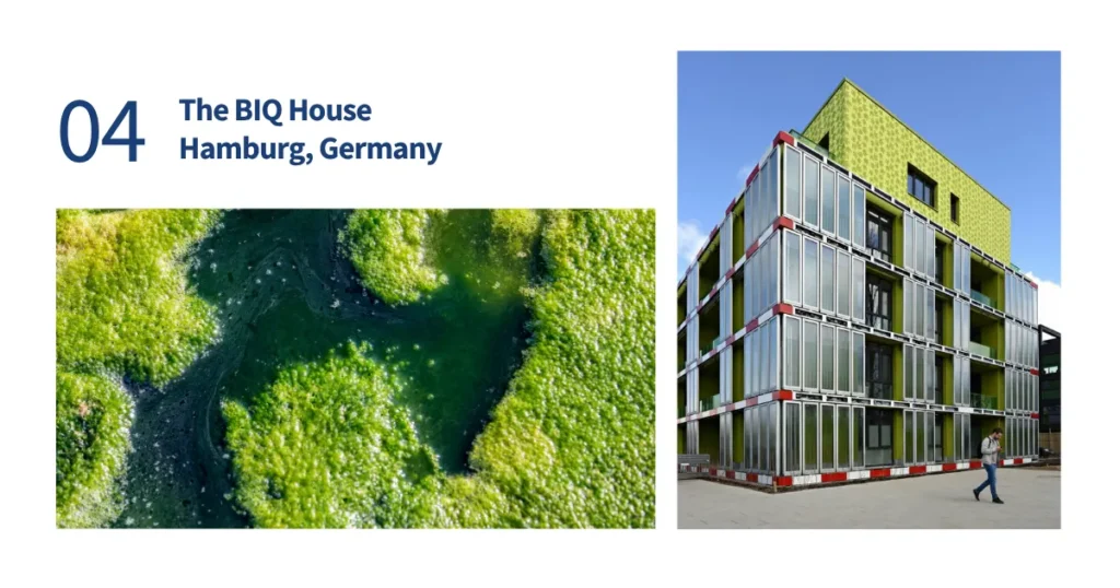 Split-screen depicting microscopic freshwater microalgae alongside the living green bioreactor facade of the BIQ House in Hamburg