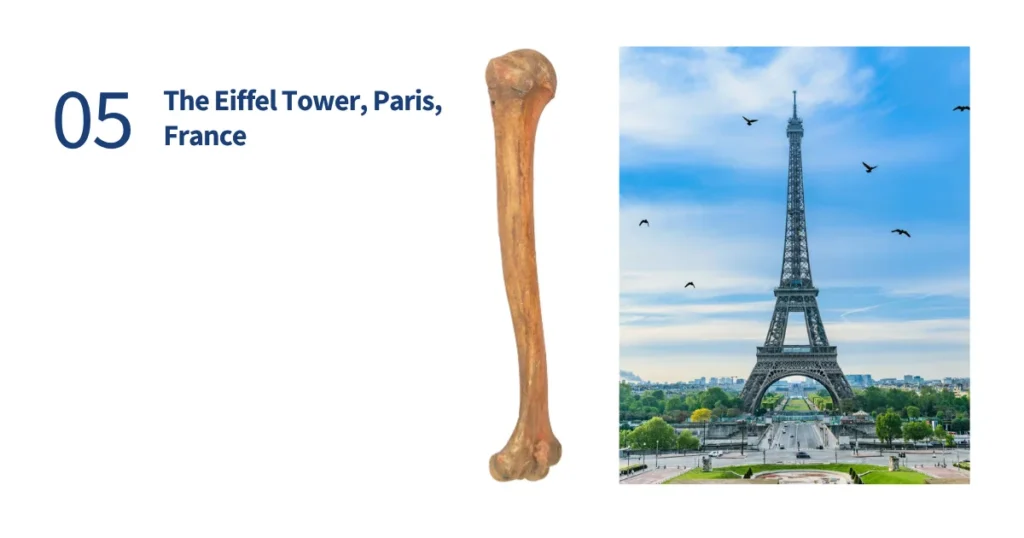Split-screen showing the internal trabecular structure of a human femur bone next to the iron lattice beams of the Eiffel Tower
