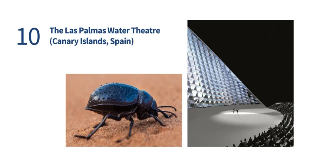 Split-screen comparison of a Namib Desert beetle collecting water droplets and the fog-harvesting oceanfront architecture of the Las Palmas Water Theatre